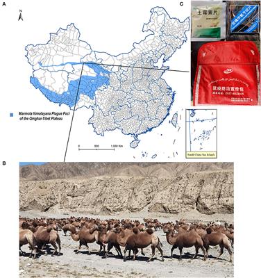 Serological investigation of plague and brucellosis infection in Marmota himalayana plague foci in the Altun Mountains on the Qinghai-Tibet Plateau